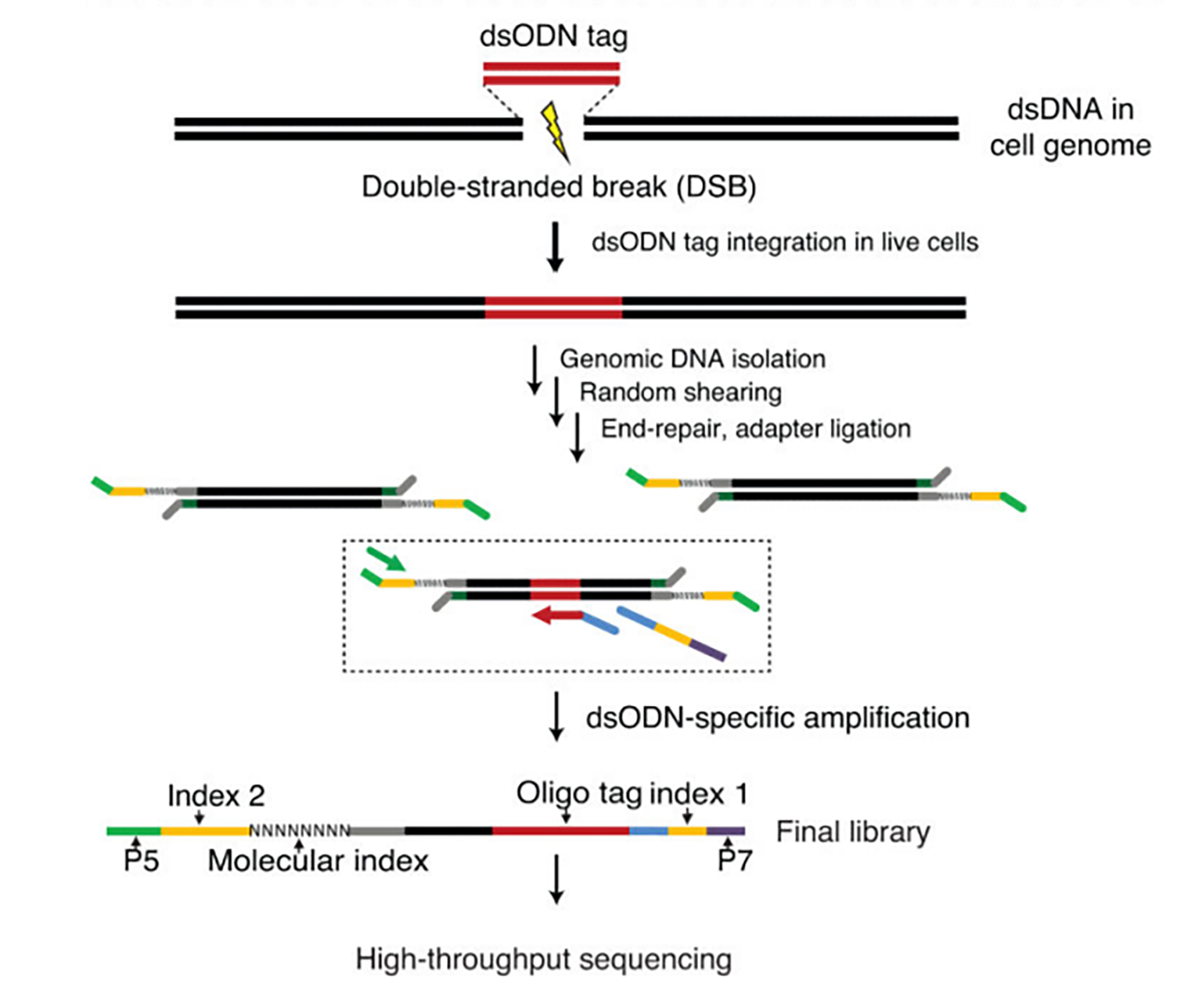 GUIDE-Seq Workflow